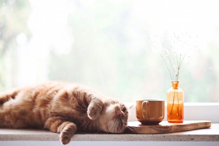 How to Build a Morning Coffee Ritual Your Cat Will Actually Show Up For